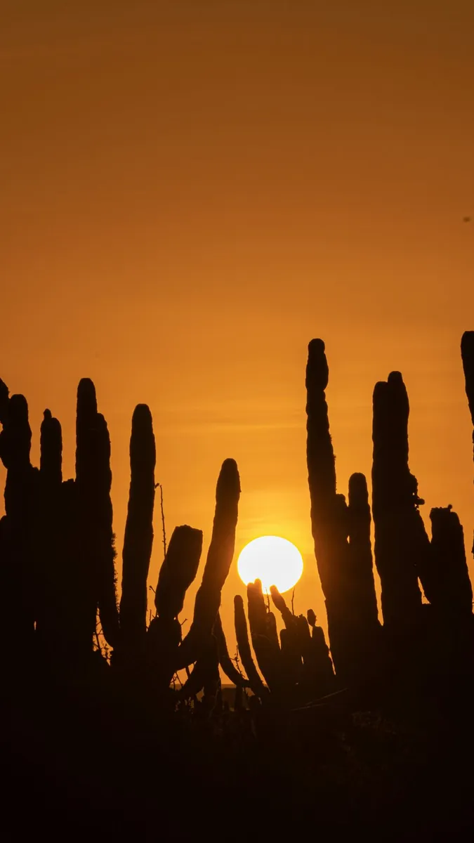 Siluetas de cactus ante un atardecer de Baja, del sitio oficial del Festival Internacional de Cine y Creatividad de Los Cabos