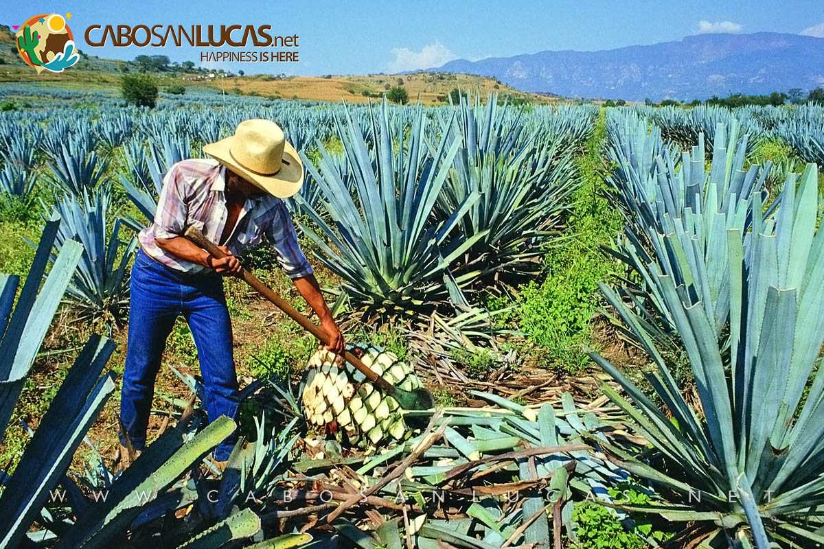 Harvesting the agave (jima)