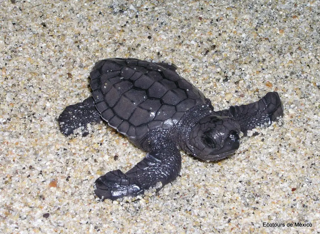 Sea turtle programs in Mexico