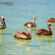 Los Cabos International Bird Festival Takes Flight for a Second Year