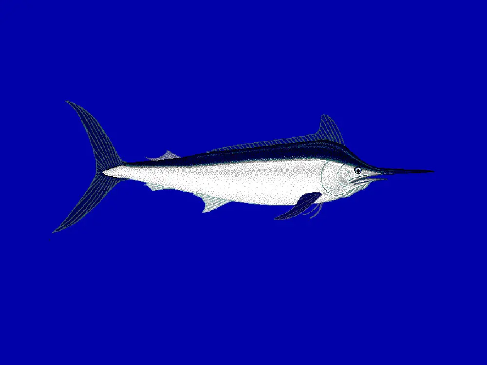 Black Marlin