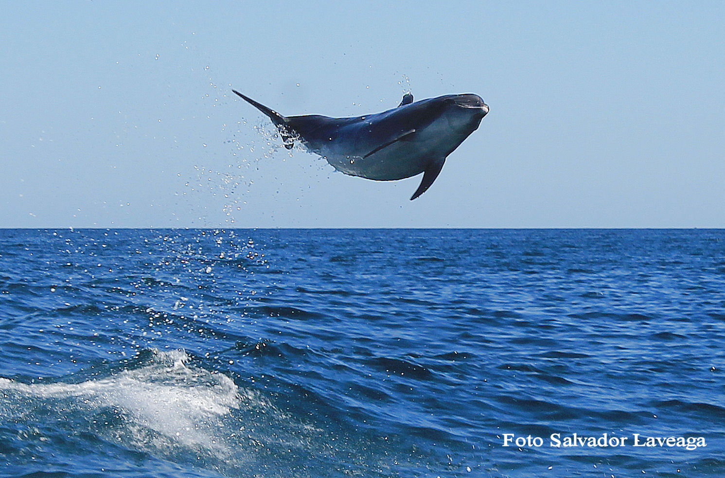 Delfines