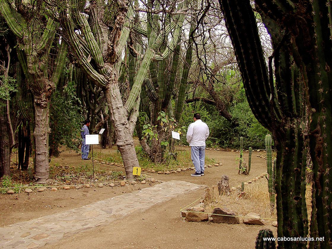 Santuario de los cactus