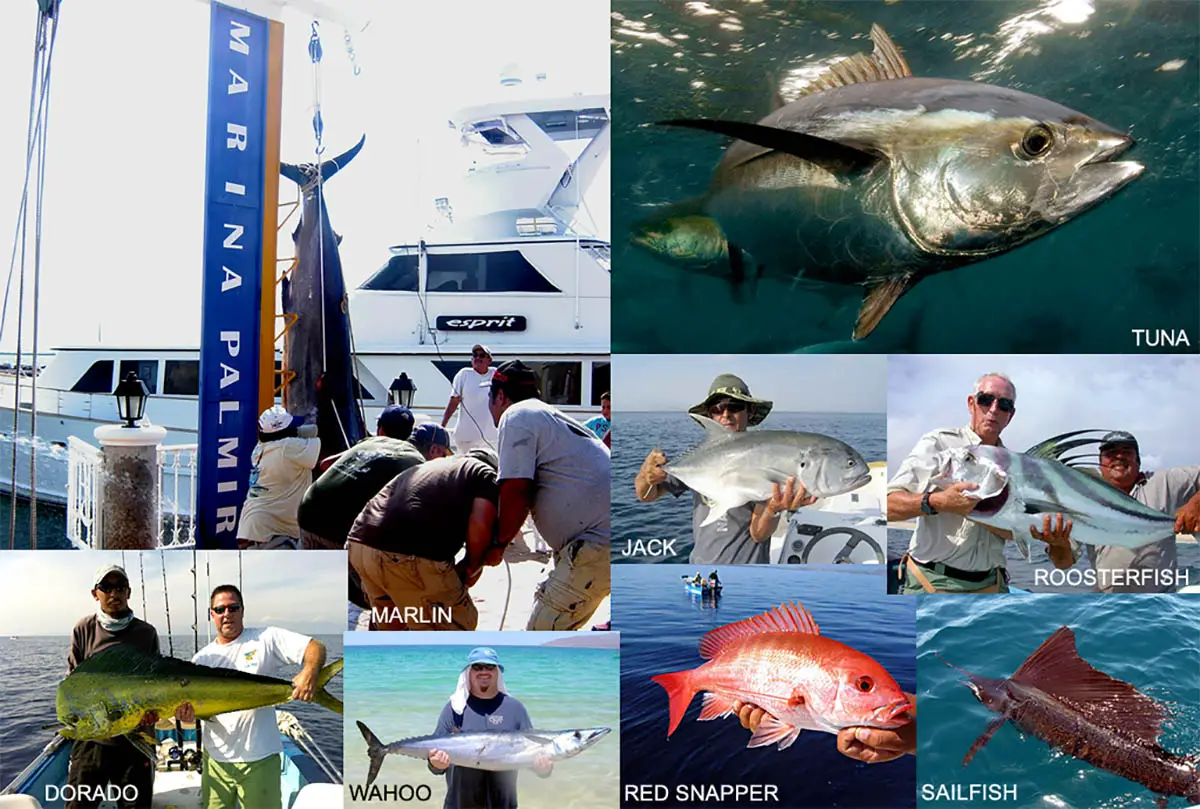Especies de peces en Los Cabos