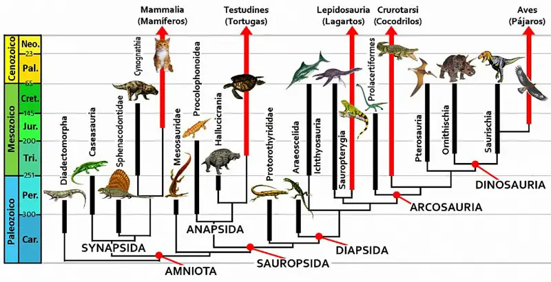 Phylogeny of the turtle and amniota in general