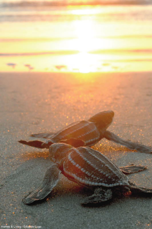 Leatherback turtle