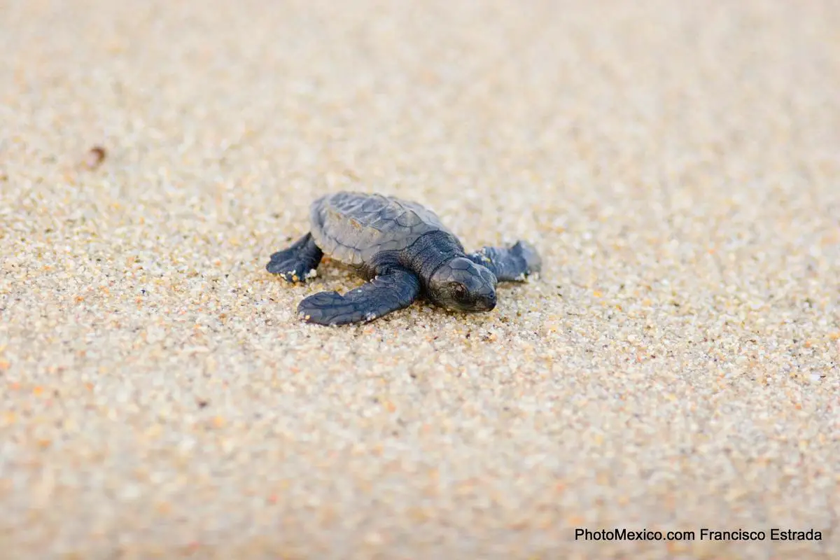 Sea turtle release programs