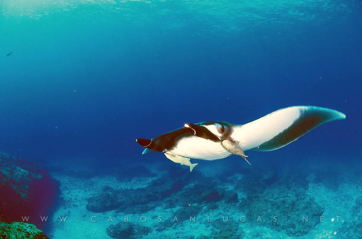 Manta Ray Cabos