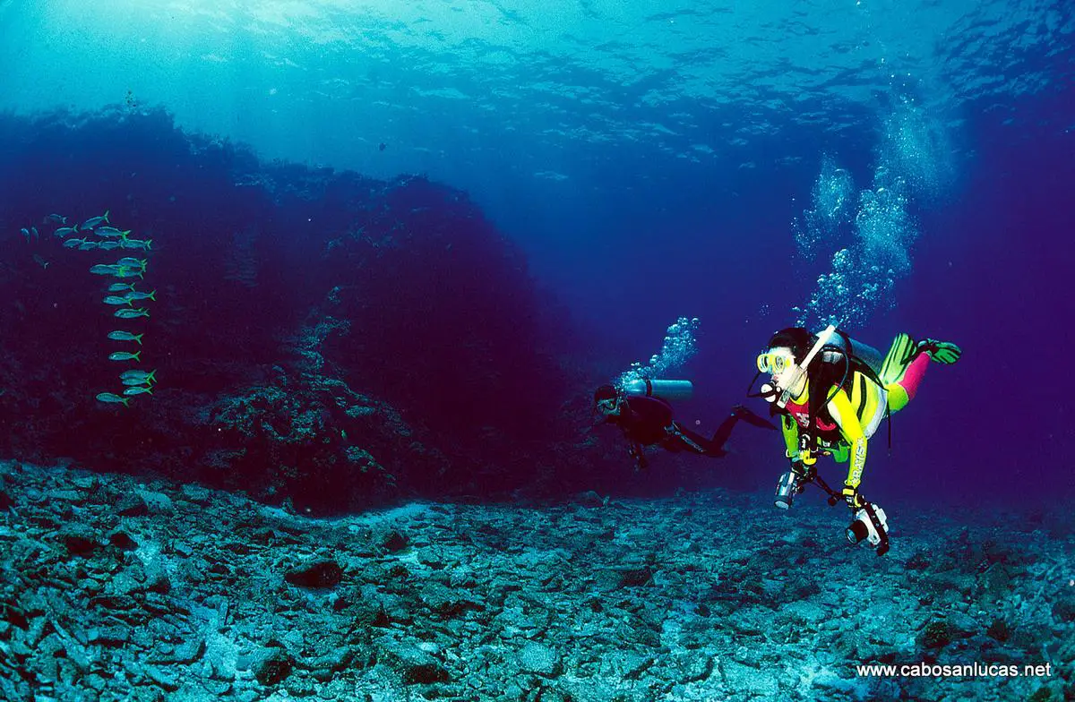 Scuba in Los Cabos