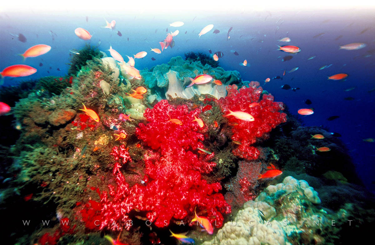 Corals and reefs
