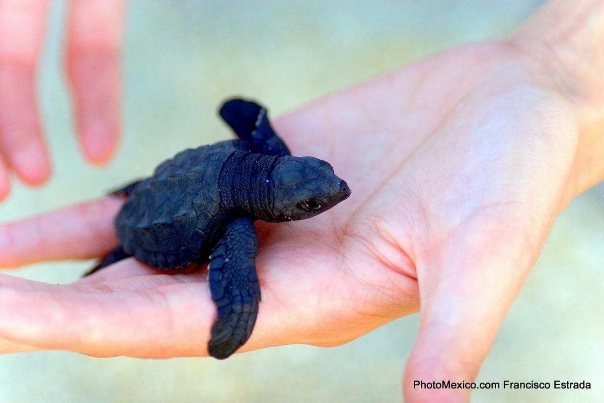 Baby sea turtles