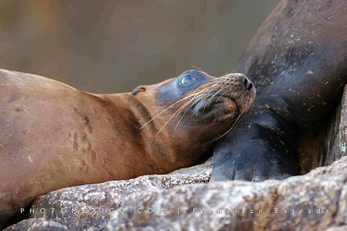 Seals and sea lions visiting Los Cabos 