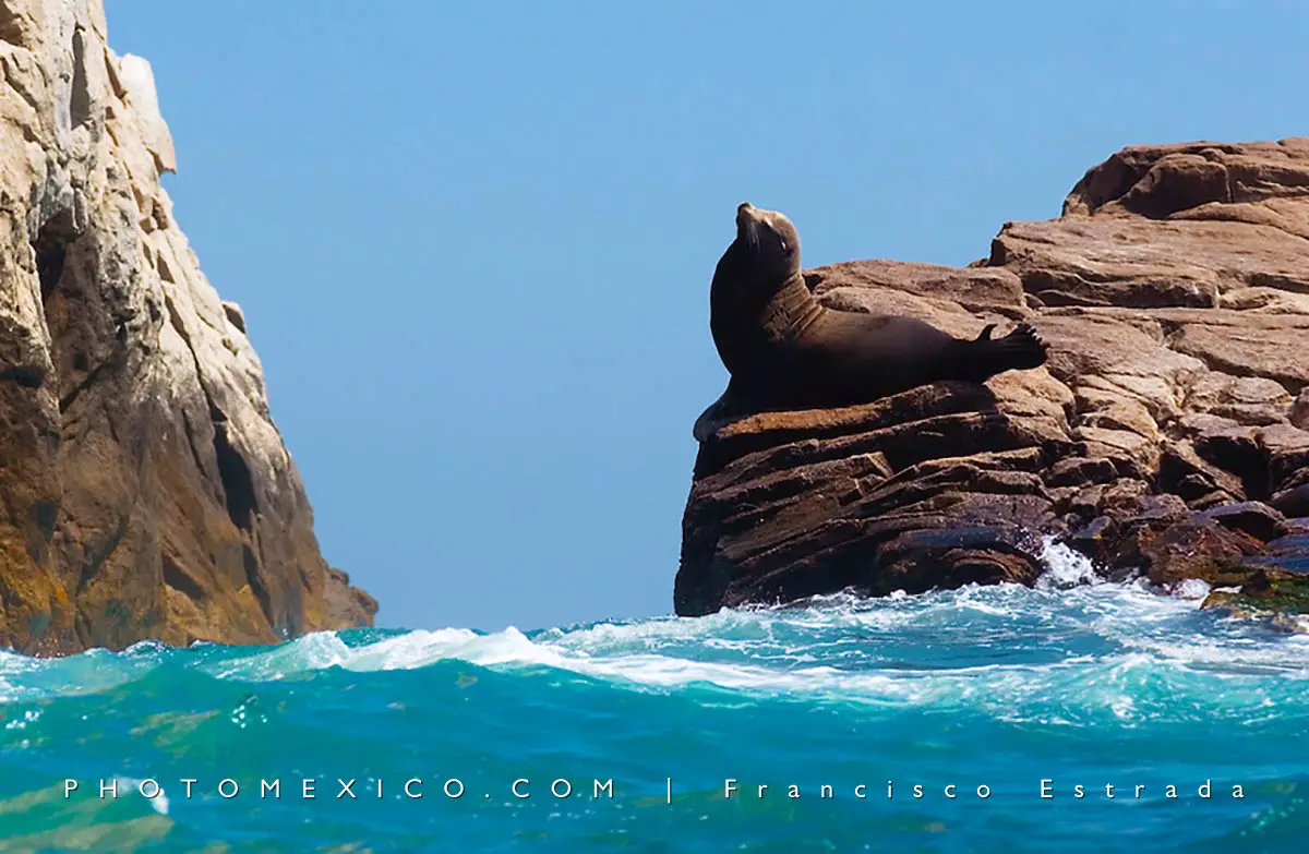 Sea lion at Los Cabos