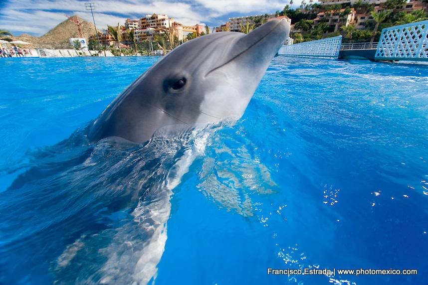 Nado con delfines