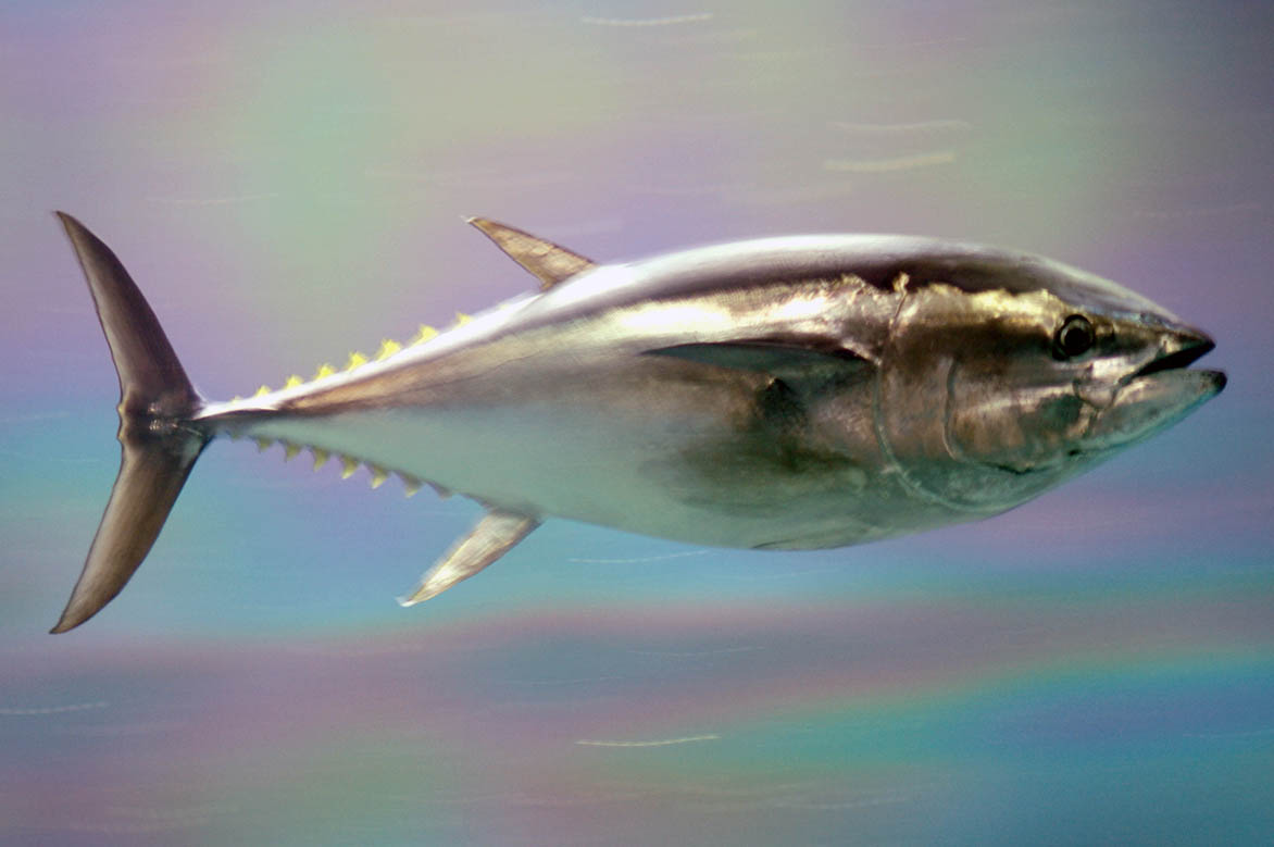 Tuna