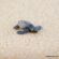 Up to 350 Sea Turtles a Night Are Nesting on Los Cabos Beaches