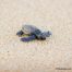 Hasta 350 tortugas marinas por noche anidan en playas de Los Cabos