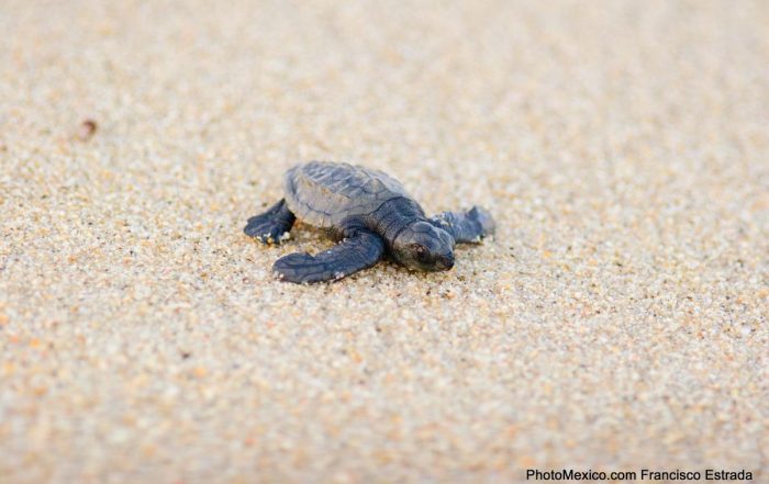 Tortuga liberada