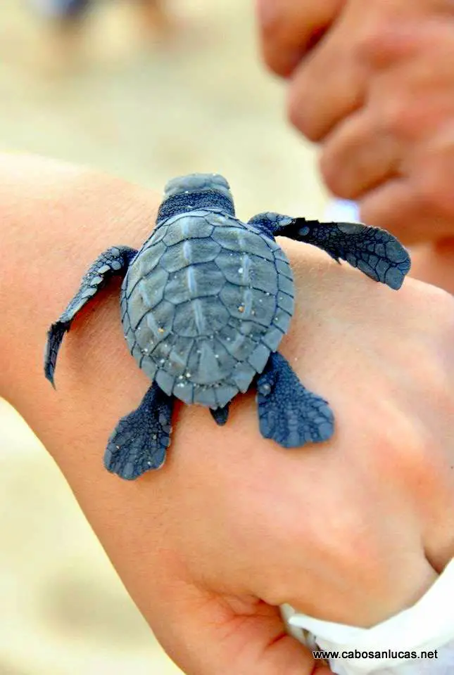Mexican sea turtles