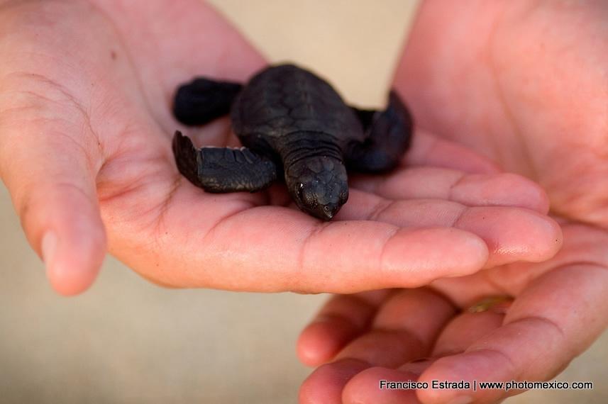 Baby sea turtle recently hatched