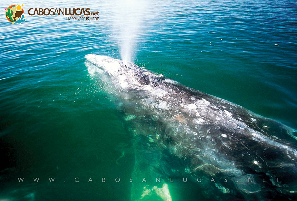 Ballenas saltando