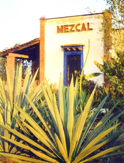 Mezcal and Tequila are the best known Mexican liquors