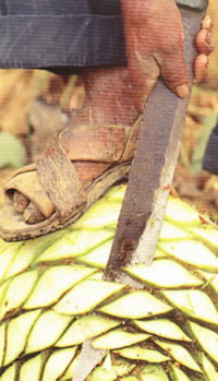 Agave Jima, harvest