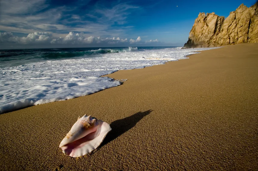 A seashell on the sand at Divorce Beach, with Pacific waves and the granite cliffs of Land's End, Cabo San Lucas
